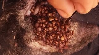 How to remove ticks form dog  Tick removal from dog 18 [upl. by Felita]