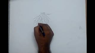 how to draw fibrous root [upl. by Ebony]