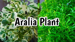 Aralia plant care and propagation ball aralia  variegated aralia Malayalam water propagation [upl. by Brittani]