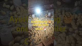 Ayush farming 🧺 500 onedaydoilerchicks [upl. by Anisor652]