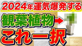 【保存版】２０２４年版 絶対に置くべき観葉植物！これで運気爆上がります [upl. by Ennovaj56]