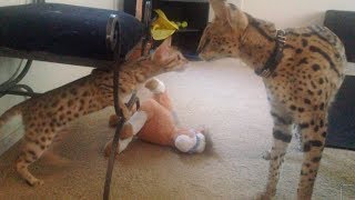 Serval Meets Savannah For The First Time [upl. by Duma]