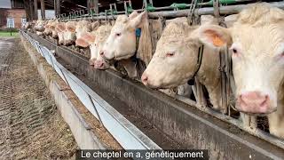 En Charolais  une période de reproduction de 6 semaines pour 70 vêlages [upl. by Eiramassenav727]