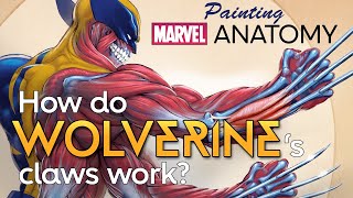 How do Wolverines claws work  Marvel Anatomy  Jonah Lobe [upl. by Isla]