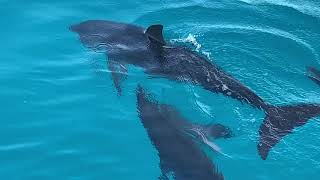 Stenella frontalis Atlantic spotted dolphin [upl. by Shewmaker]