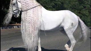 Amazing Horse  Andalusian Horse [upl. by Froh]