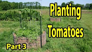 Planting Tomatoes in Healthy Soil inside Raised Wood Chip Organic Gardening Bed 101 Part 3 [upl. by Shaina]