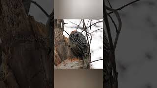 Red bellied woodpecker making Jenga moves rob thomas pieces [upl. by Yntrok]