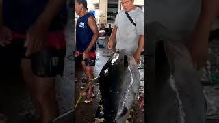 Papasa kaya Ang tunang ito sa pang export trending fishing seafood bigtuna tunafish [upl. by Laurent556]