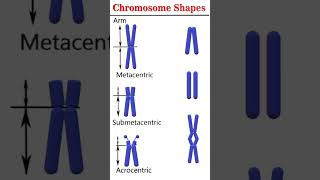 Chromosome shapes cytogenetics [upl. by Elexa]