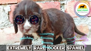 Extremely RARE  Cocker Spaniel Chocolate Coat  Chocolate American Cocker Spaniels  BoskysKennel [upl. by Quick]