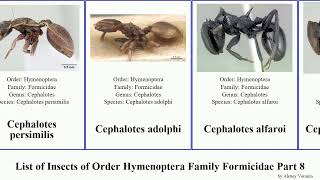 List of Insects of Order Hymenoptera Family Formicidae Part 8 cephalotes centromyrmex cataulacus [upl. by Edialeda]