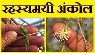 अंकोल पहचान और फायदे │ Intro amp Benefits of Alangium Salvifolium By Vishal Sathye [upl. by Nevada]