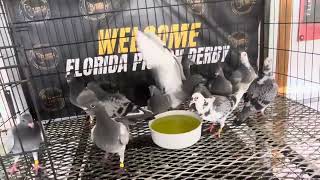 FLORIDA PIGEON DERBY 2024  KALAPATI  LAS VEGAS [upl. by Alexandr]