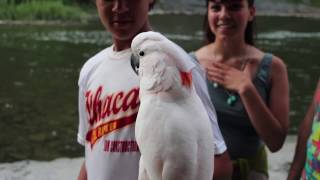 Socializing a Moluccan Cockatoo [upl. by Rozella]