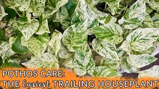 Pothos Care The Easiest Trailing Houseplant  Joy Us Garden [upl. by Tennaj]