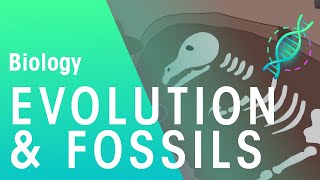 Fossils amp Evidence For Evolution  Evolution  Biology  FuseSchool [upl. by Elleina]