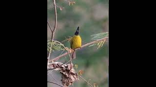 Black Crested Bulbul is calling loudly  Bulbul song [upl. by Benco]