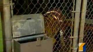 Tiger Escapes Honolulu Zoo Cage [upl. by Arak359]