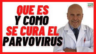 🔴 PARVOVIRUS en Perros de 6 meses 1 2 años Adultos y Viejos Vacunados Síntomas y Tratamiento [upl. by Vano]