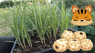 How to Plant Tiger Nuts Chufa [upl. by Duffy]