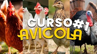 ✅Curso Avicola 1 introducción orien historia como criar aves Avicultura  tecnicas avicolas [upl. by Aniala]