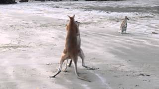 Wallaby Fight on the beach of Cape Hillsborough [upl. by Anuahsar]