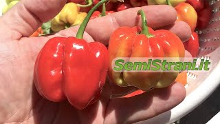 SemiStraniit  Scotch Bonnet Hot Pepper [upl. by Drew]