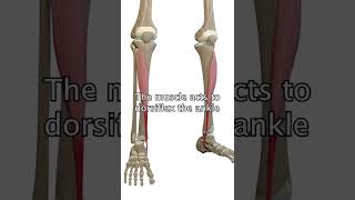 The Tibialis Anterior Muscle [upl. by Frannie324]