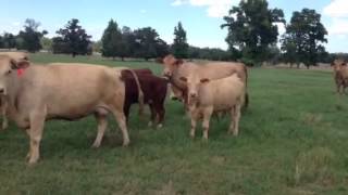 Jersey Cows A Dairy Farmers Commitment to Tradition and Quality [upl. by Bogie]