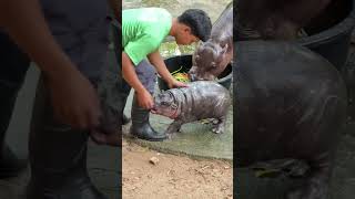 Best Moments of Baby Hippo Moo Deng [upl. by Mariellen]