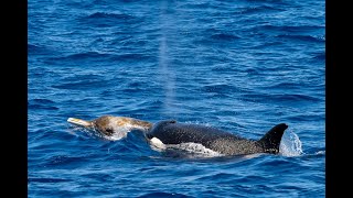 Beaked Whale Pursuit by the Bremer Canyon Orcas [upl. by Tingley]