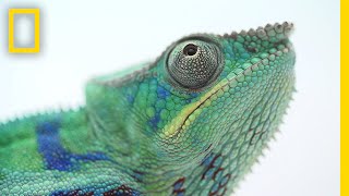 The Illegal and Secretive World of Chameleon Ranching  National Geographic [upl. by Sellig]