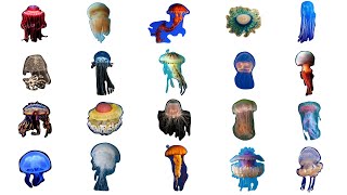 Species Of Jellyfish  Types of Jellyfish [upl. by Bakerman]