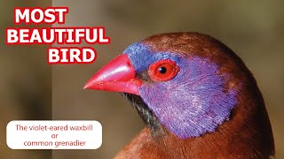 Violeteared waxbill or common grenadier Granatina granatina [upl. by Atiana]