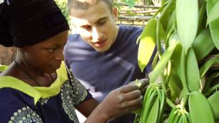 Hand pollinating a vanilla orchid [upl. by Joanna]