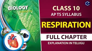 Evidence of evolution embryology  Evolution  Middle school biology  Khan Academy [upl. by Sokem]