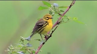 Prairie Warbler singing and nest building in Connecticut [upl. by Tsugua]