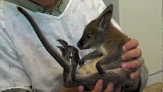 Baby Bennetts Wallaby  Cincinnati Zoo [upl. by Sandeep]