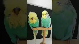 English budgerigar Pakhi sorts chicken budgrigar birds englishbudgie [upl. by Annahaj]