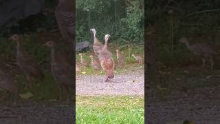 Tennessee Turkey Poults nature wildlife wildturkeys tennessee [upl. by Acus]