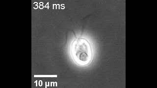 Datadriven classification of individual cells by their nonMarkovian motion [upl. by Ahseikan]