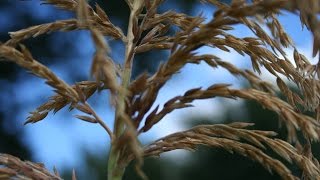 Stressed Corn  Cause amp Solution Straight to the Point The Wisconsin Vegetable Gardener [upl. by Riegel943]