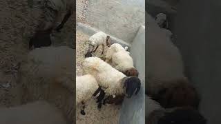 Sheep amp bakra in my village subscribe [upl. by Adams]