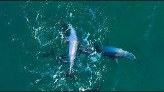 Dolphins mating sequence raw footage 2024  Full interactions 4k 50p [upl. by Kristine]