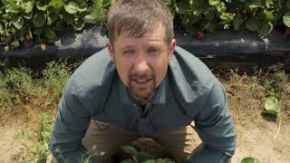 Strawberry Plasticulture with Mark Hoffmann NC State Extension Small Fruits Specialist [upl. by Milo]