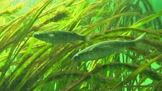 アマモ場で採食中のボラの稚魚（葛西臨海水族園）Flathead Mullet Fry [upl. by Adnaluy]