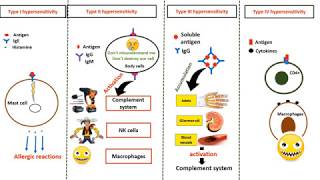 Hypersensitivity types in 4 minutes [upl. by Acissehc286]