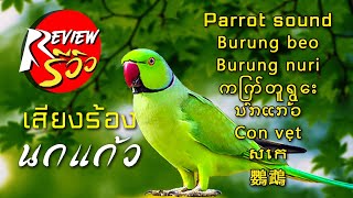 เสียงนกแก้ว Parrot sound Burung beo Burung nuri ကြက်တူရွေး ນົກແກ້ວ Con vẹt សេក 鸚鵡 [upl. by Ecnahc]