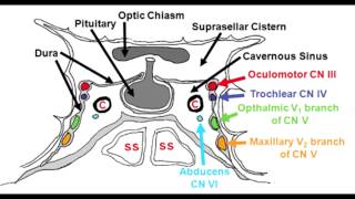 Cavernous Sinus Anatomy amp Cavernous Sinus Syndrome [upl. by Havener]